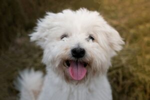 Bichon Frise for sale