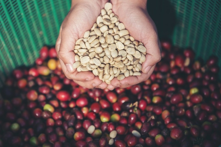 Green coffee beans belonging to Brazilian Rio Minas Coffee
